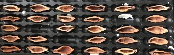 檳榔口味是如何利用高新技術(shù)加工的？